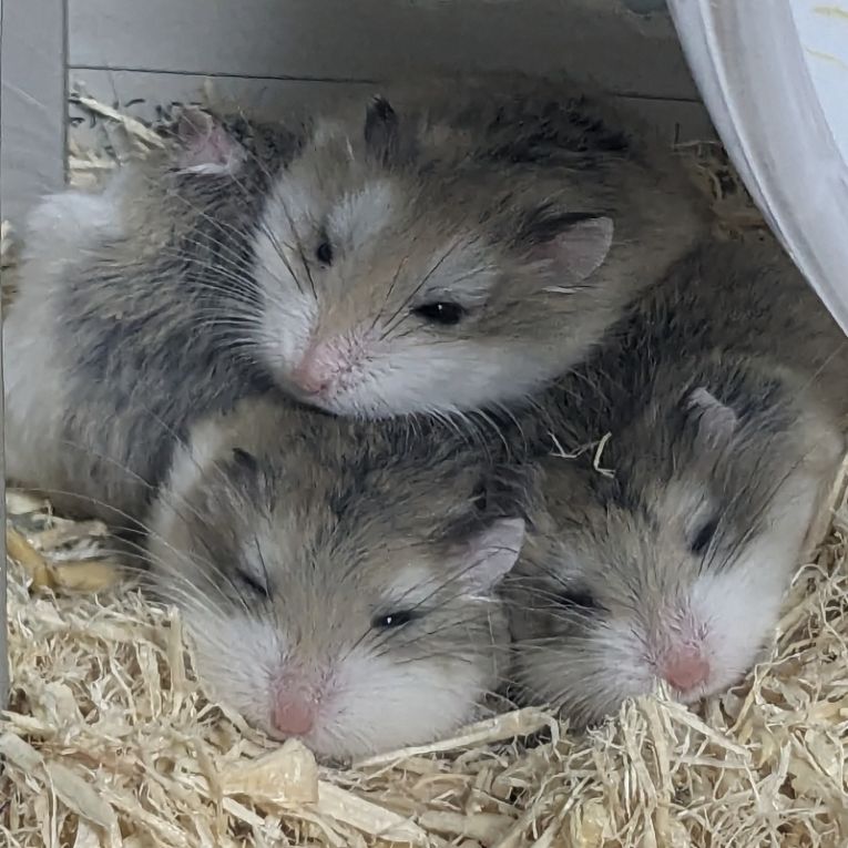 てん&しぃちゃん