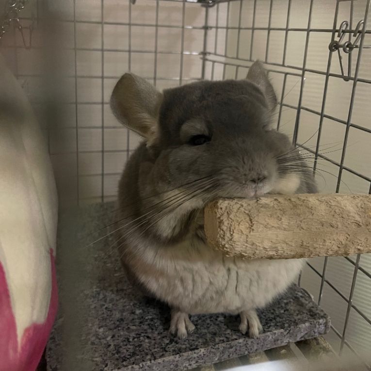 ポニちゃん