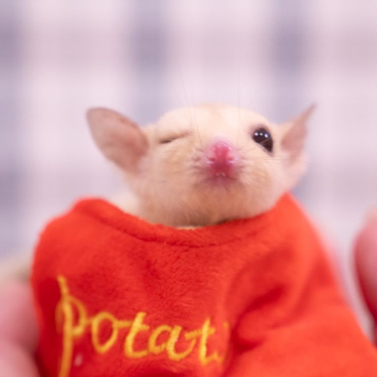 ももちゃん