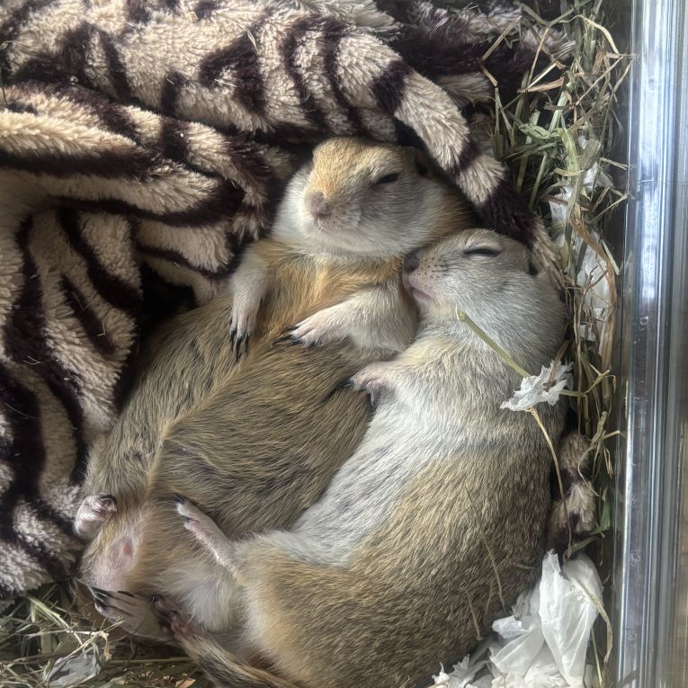 ムギとポテちゃん