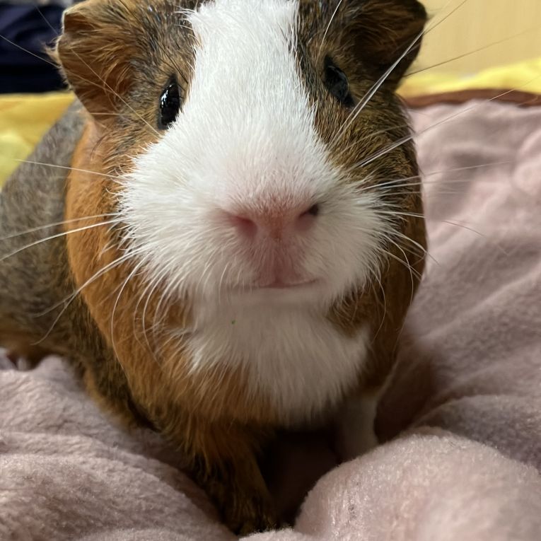 ちゃろちゃん