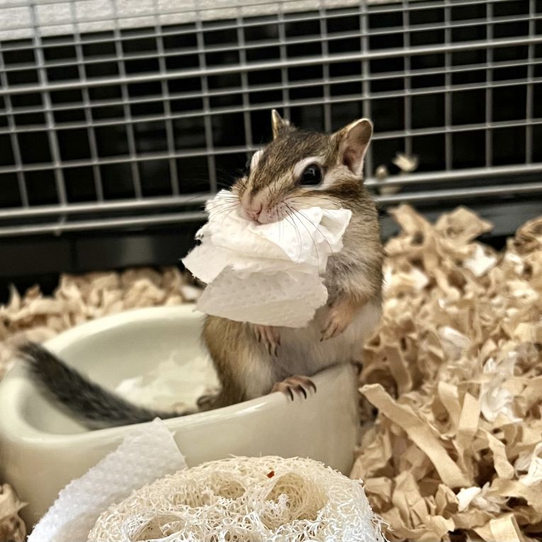 ぎるちゃん
