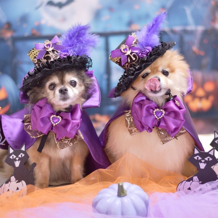 あんず＆こももちゃん