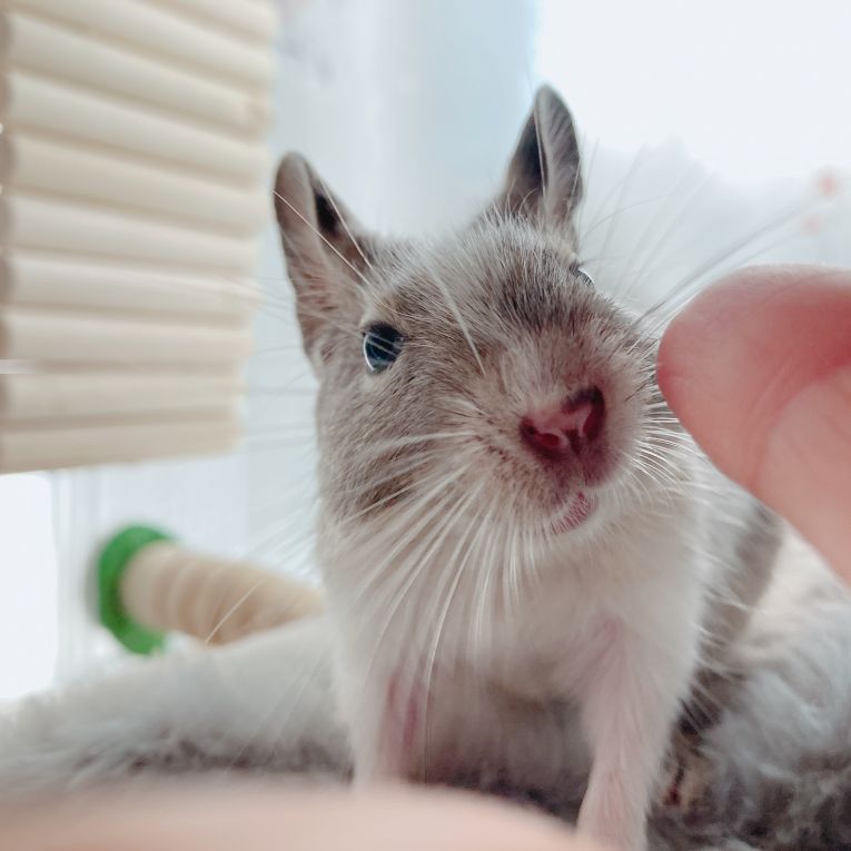 ミニョンちゃん