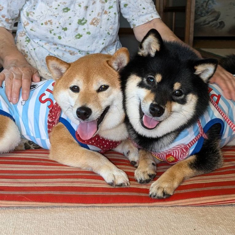 茶々　七々ちゃん