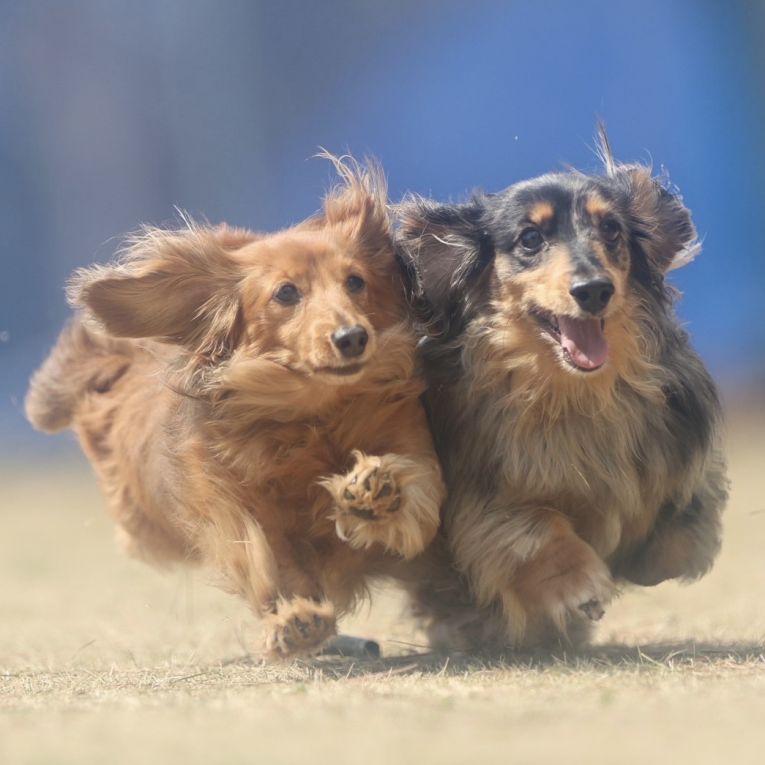 ショコラとまろんちゃん