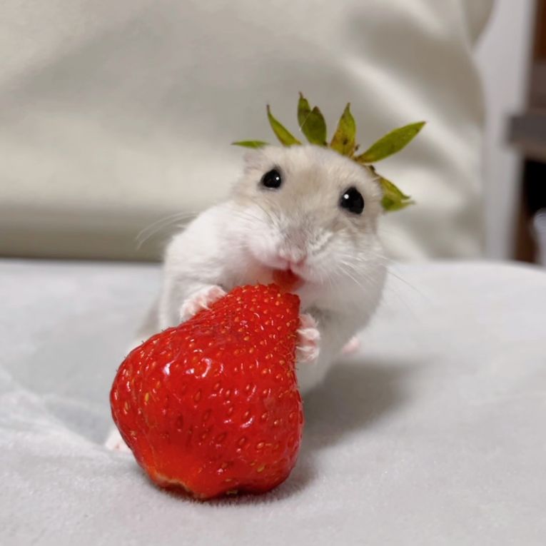よもぎちゃん
