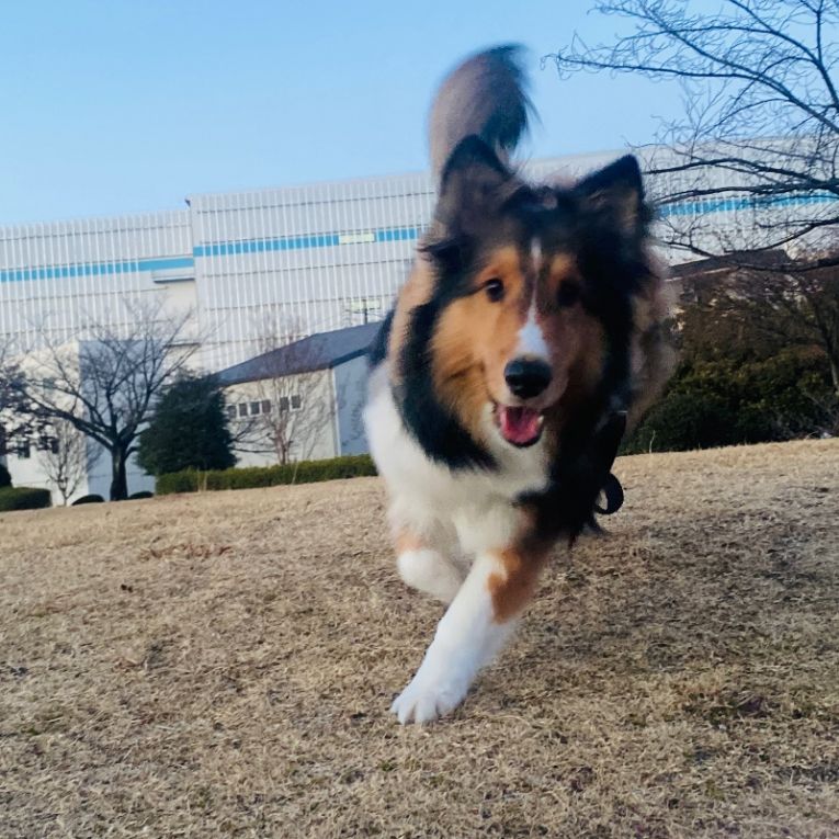 ロッキーちゃん
