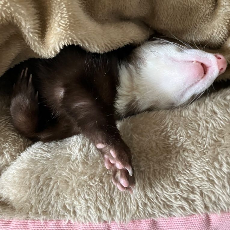 なっくるちゃん