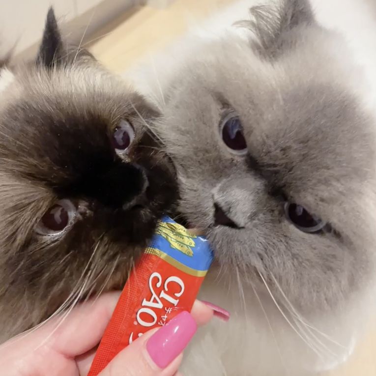 ぼっくん、りずむちゃん