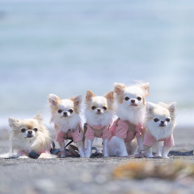 てん　ひな　ふく　とわ　ゆあちゃん