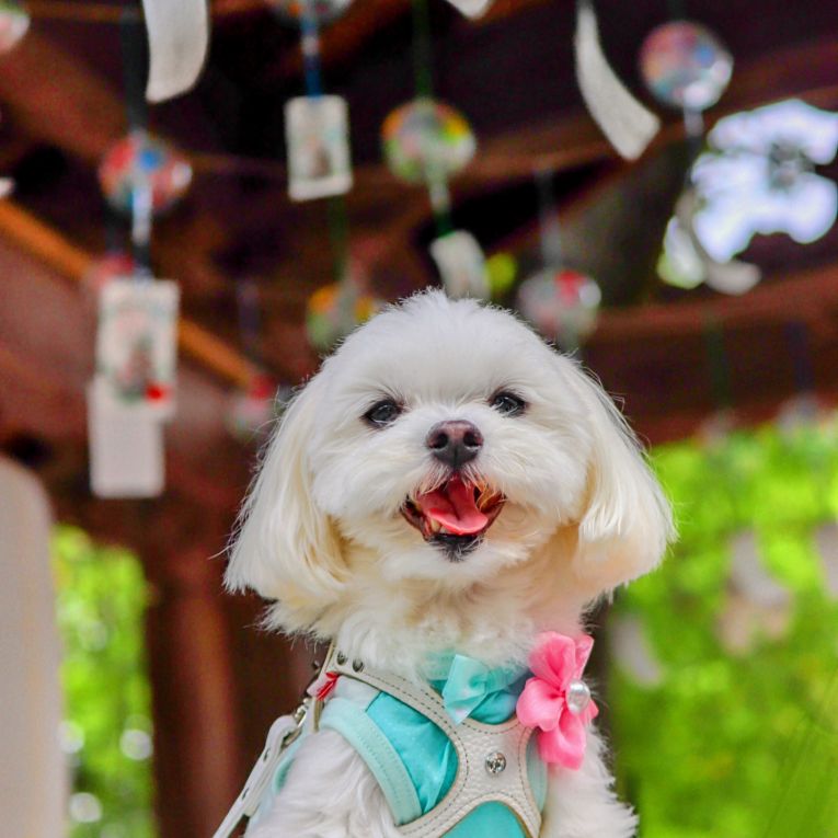 マックスちゃん