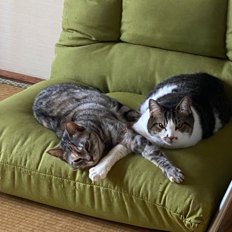 グレイ虎子　　ブルースちゃん