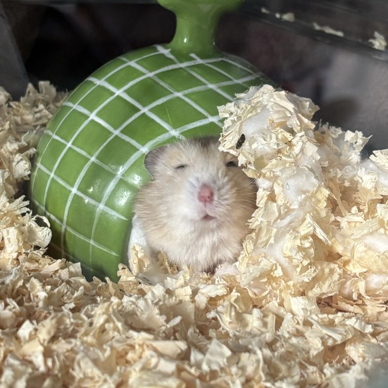 ハムスケちゃん