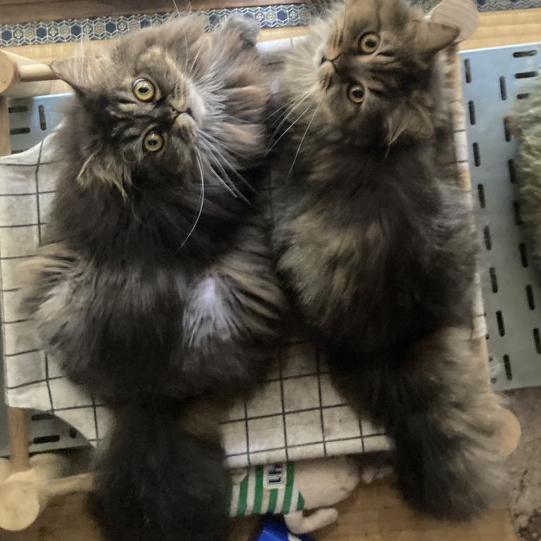 ちゃまりわさんぼんとう　ほうじちゃこんぺいとうちゃん