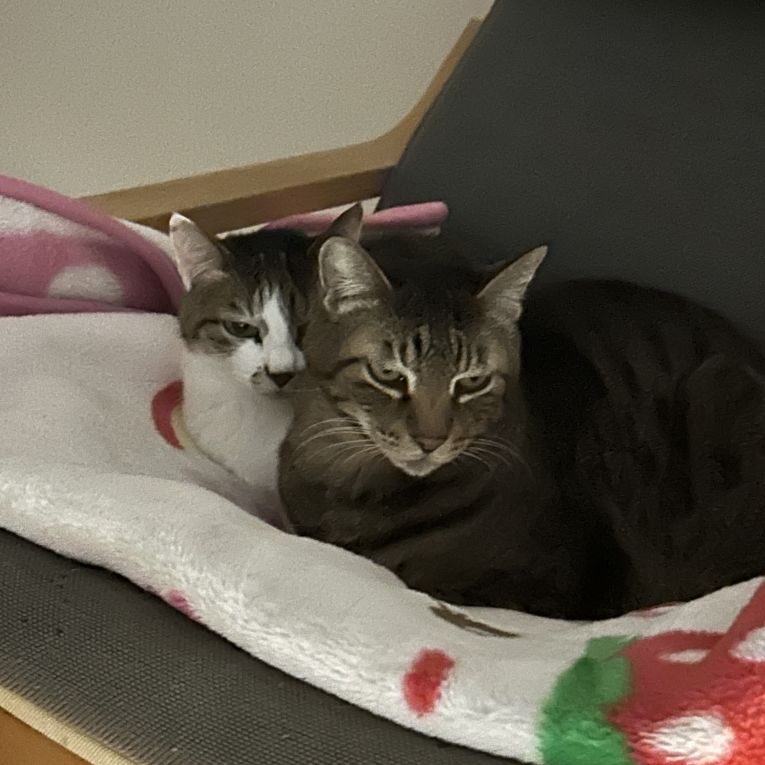 レオとももちゃん