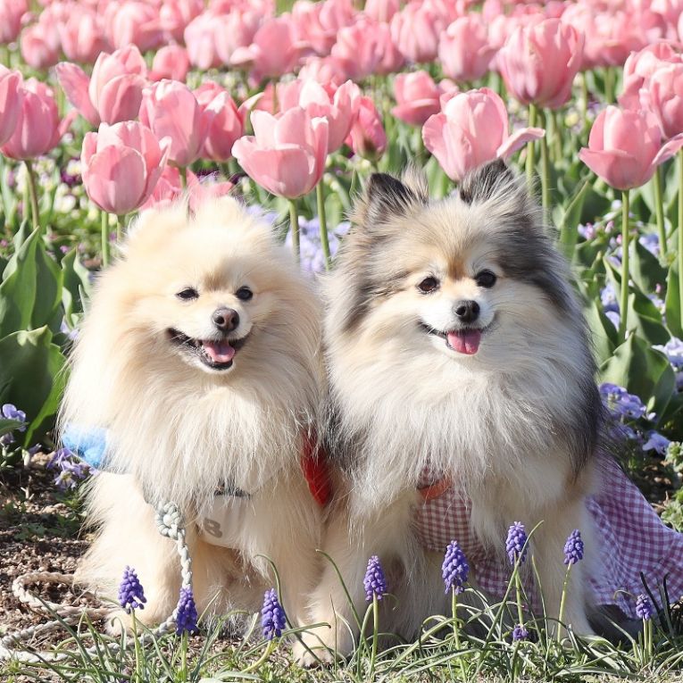 コロン＆シフォンちゃん