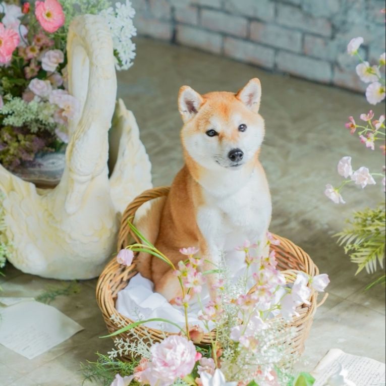 琥珀ちゃん