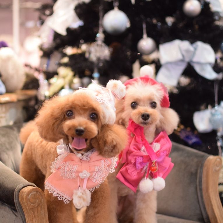 ヒス　リファちゃん