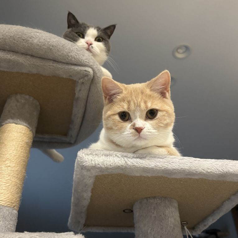 ノルンとリズちゃん