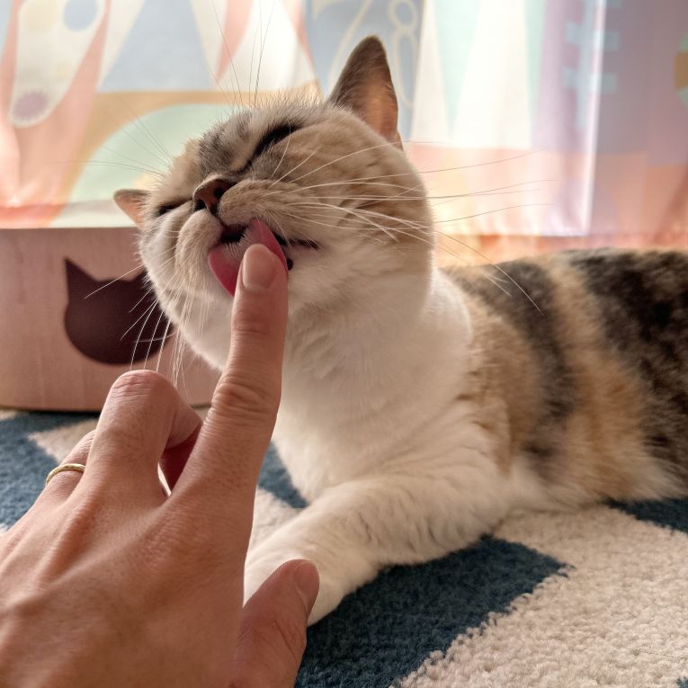ラプちゃん