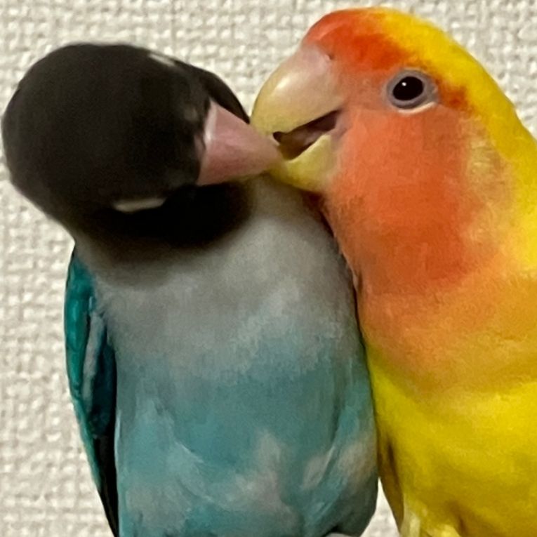 ちょこちゃん