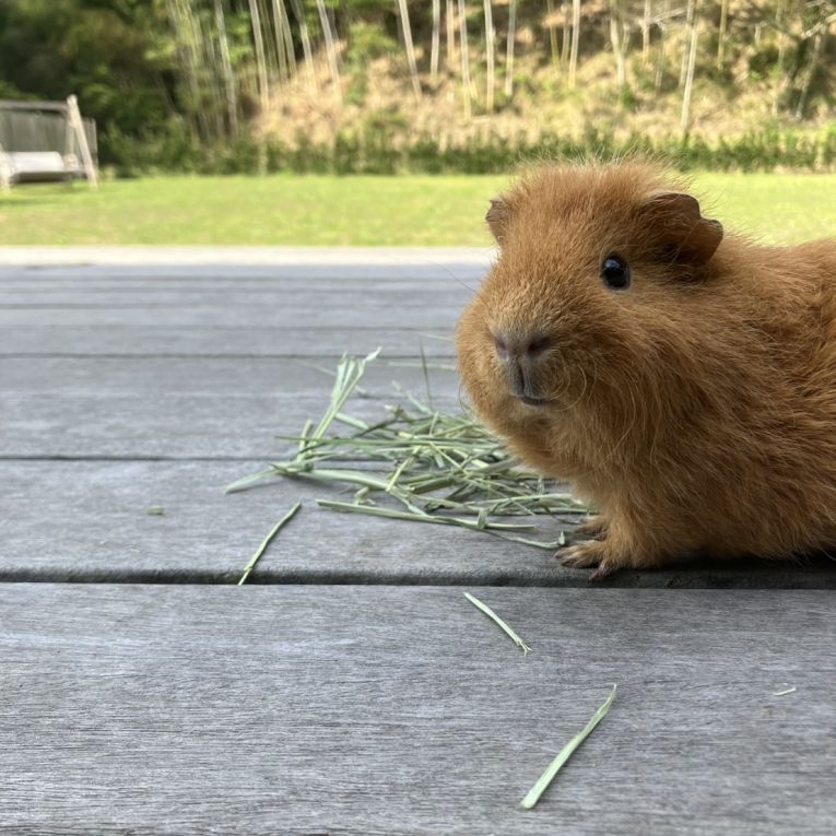 シナモンちゃん
