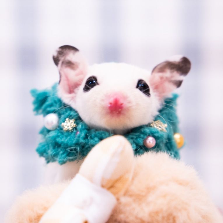 ももちゃん