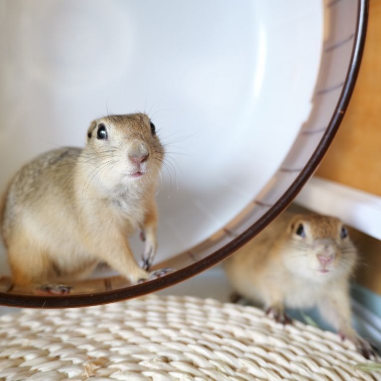 ちまき&わらびちゃん