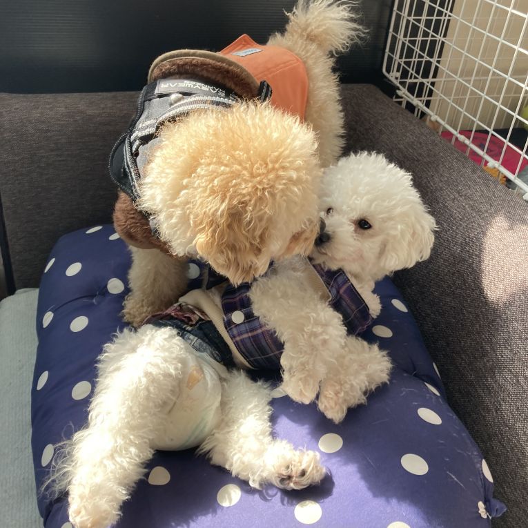 こたろー&うにちゃん