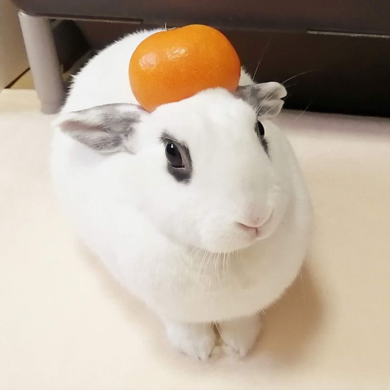 みょんちゃん