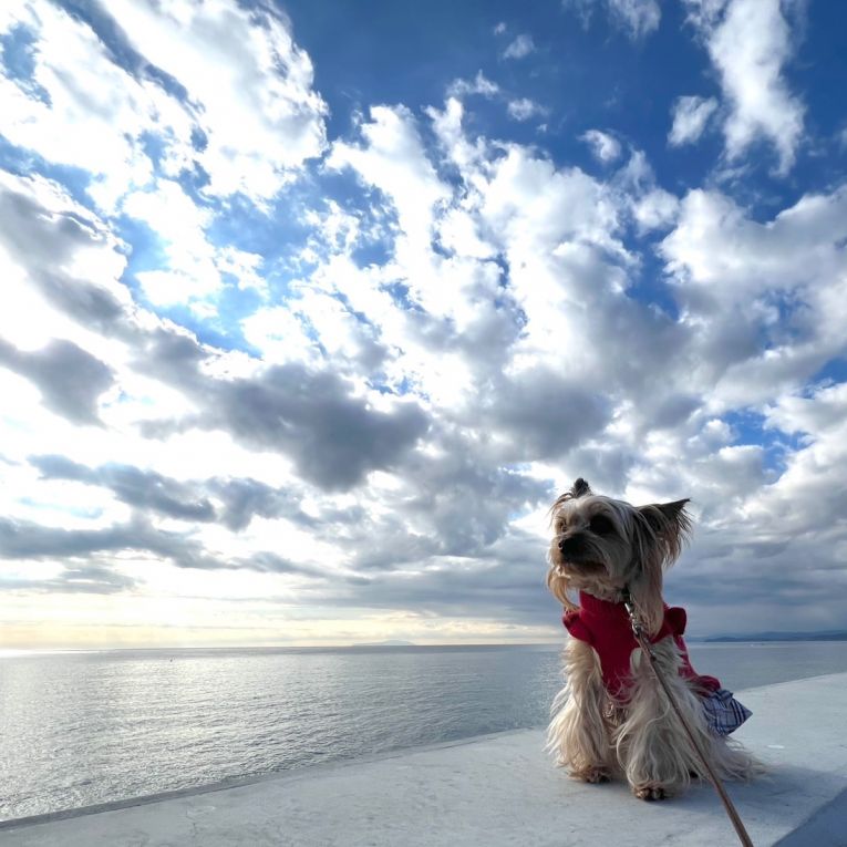 鈴（りん）ちゃん