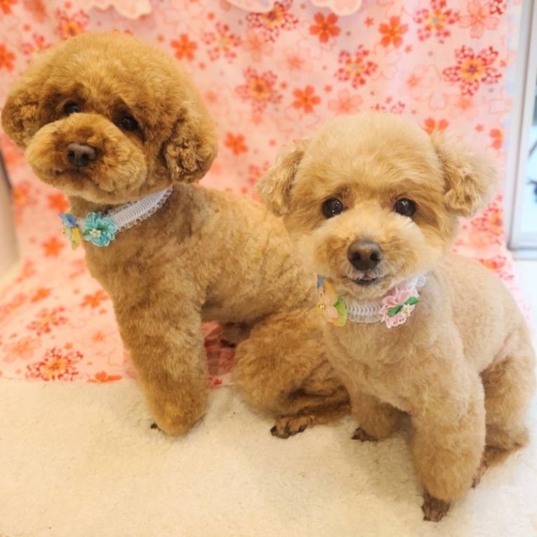 ヒマ・ソルトちゃん