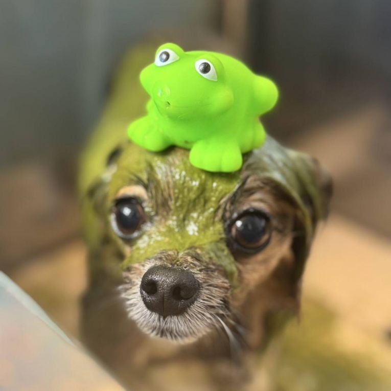 ルーカスちゃん