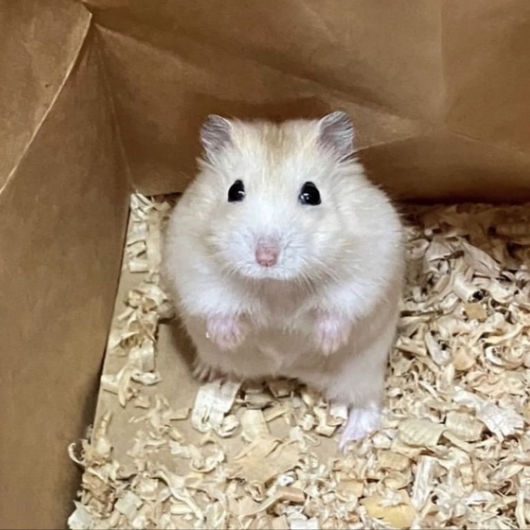 ちょこちゃん