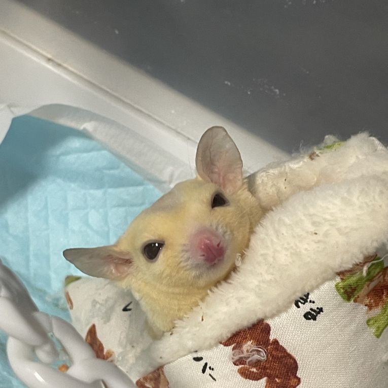 ろくべえちゃん