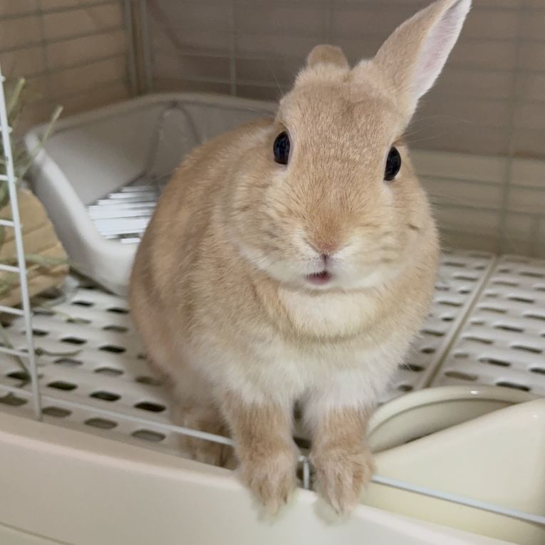 めめちゃん