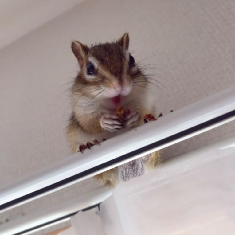 ぎるちゃん