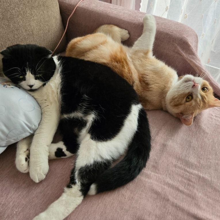 きなことおまめちゃん