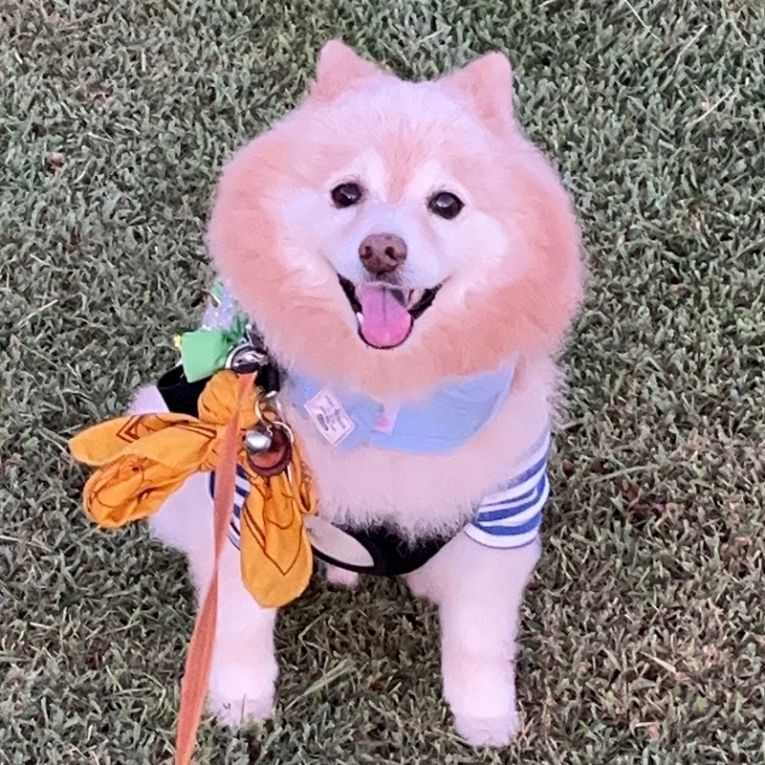 こっとんちゃん