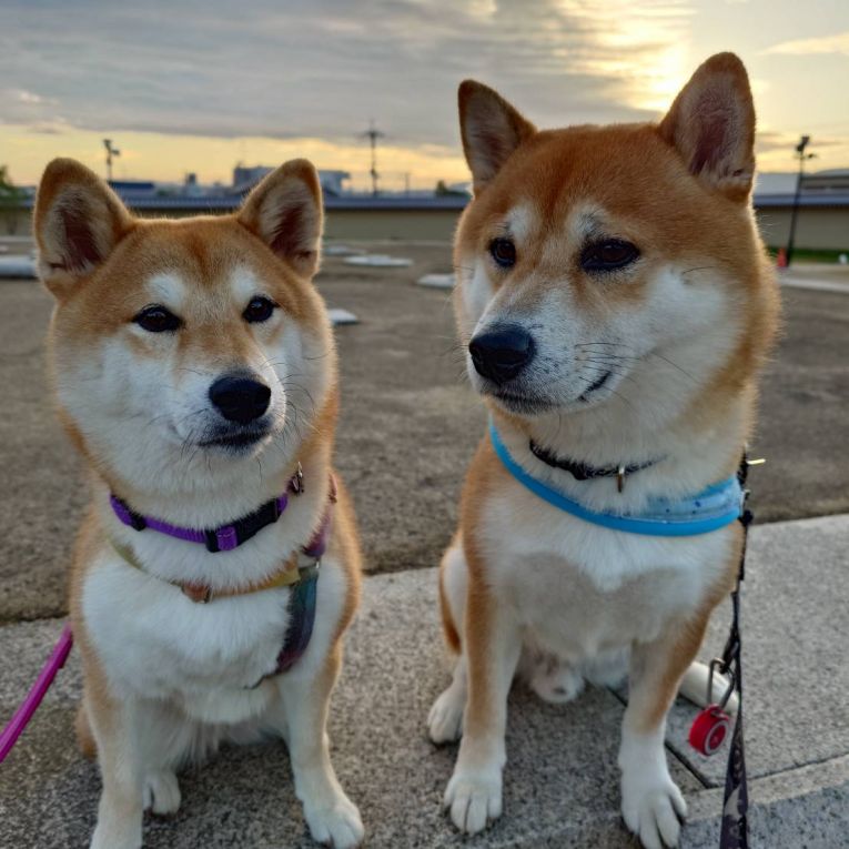 もも＆翔太ちゃん