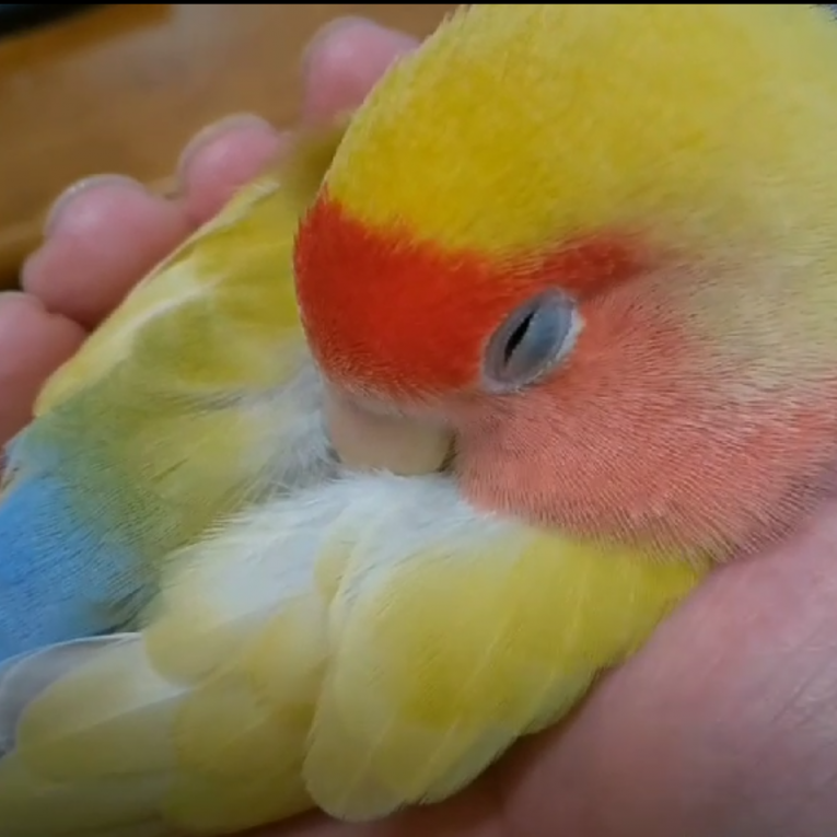 メイちゃん