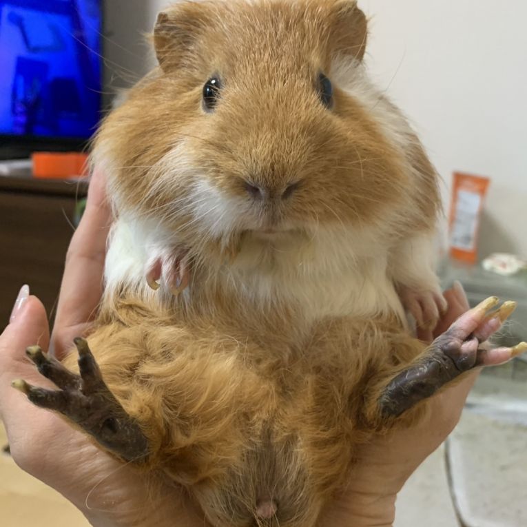 もこちゃん