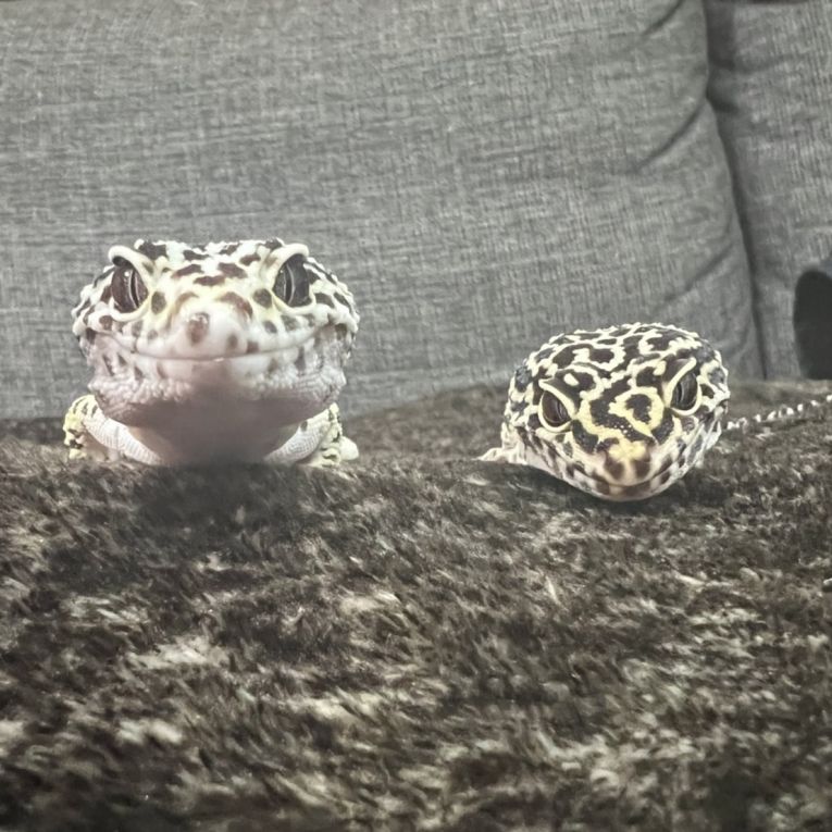 もん&とんちゃん