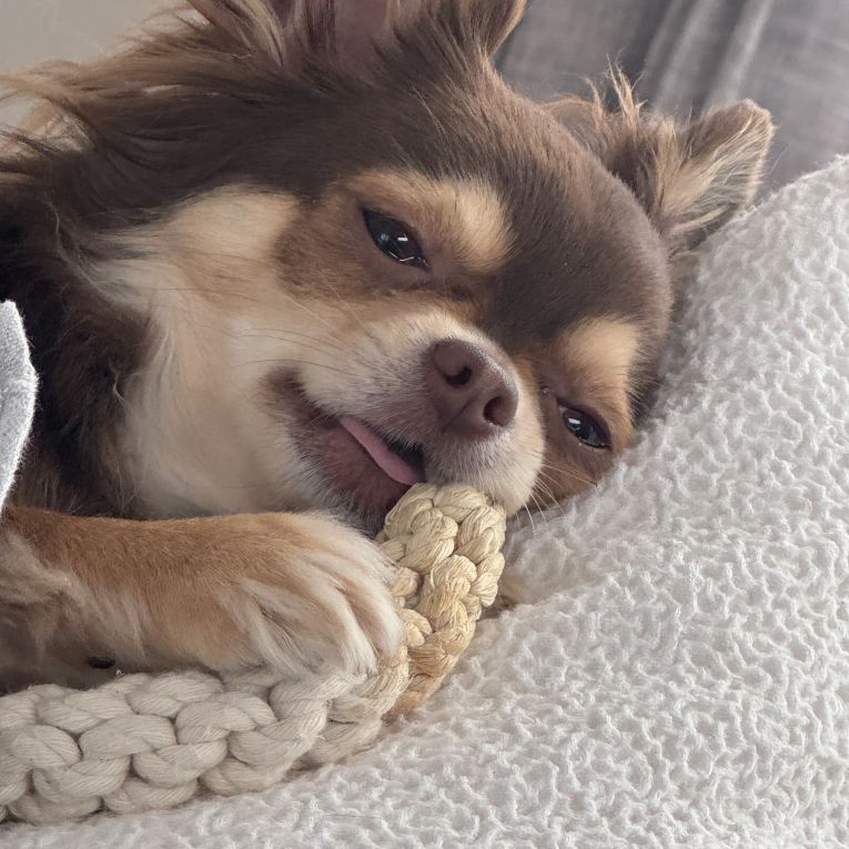 こいん☆ちゃん