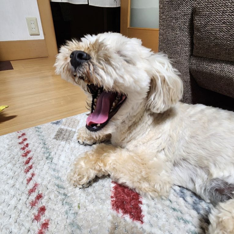 犬亜(いぬあ)ちゃん