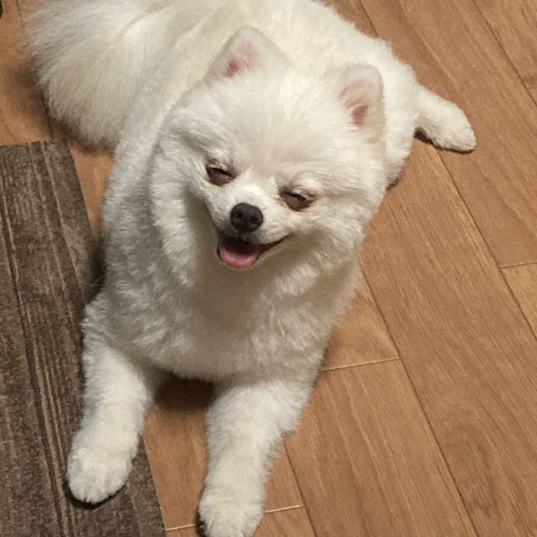 アニキちゃん