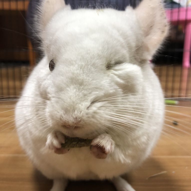 みるくちゃん