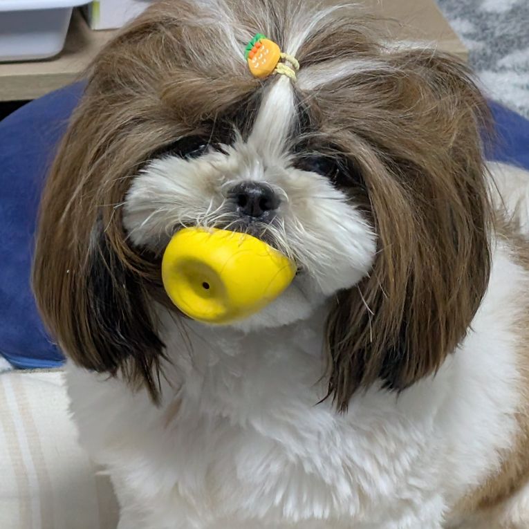 りんちゃん