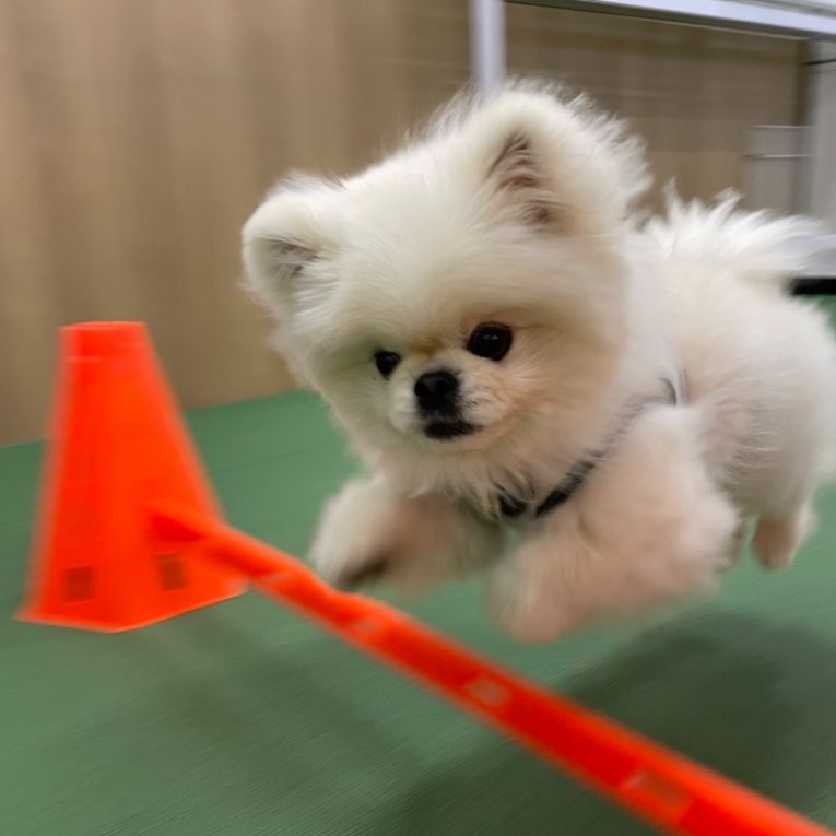 レオちゃん